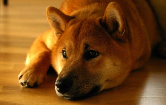 Shiba Inu