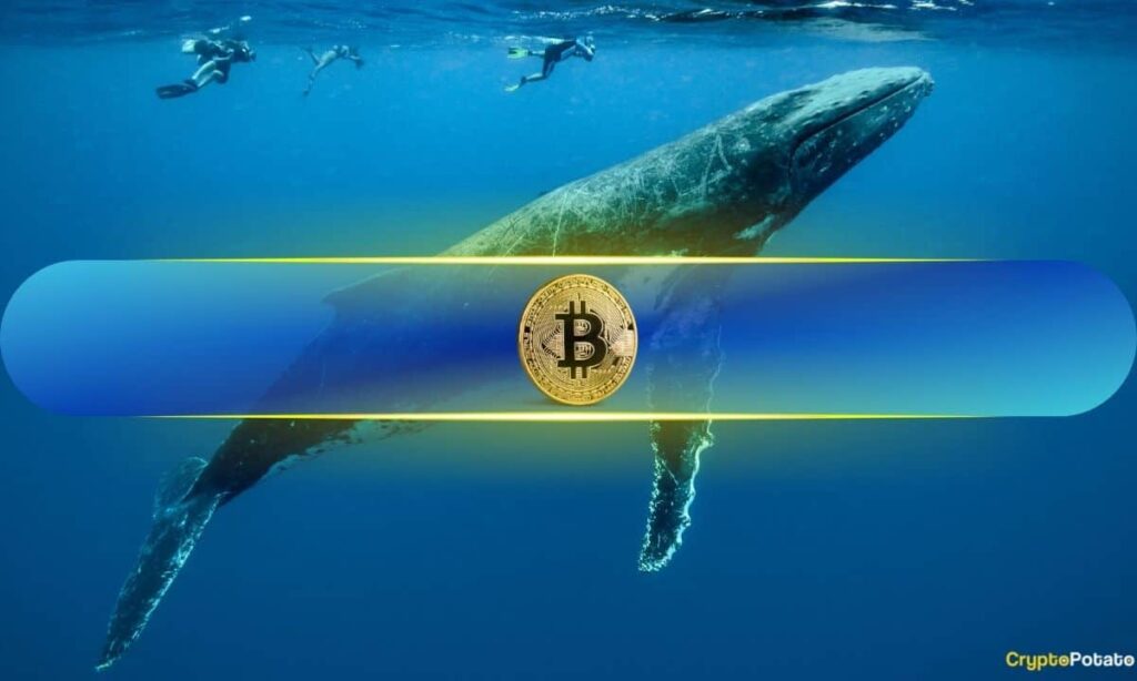 Bitcoin Whales Have Been Buying 'Like Never Before:' Analyst