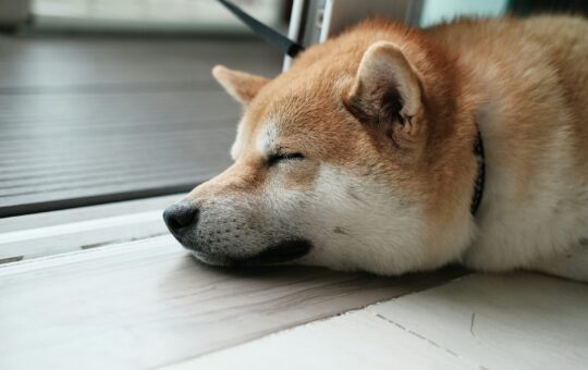 Dogecoin
