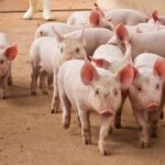 US Seeks Forfeiture of $14.2B Bitcoin Linked to Pig-Butchering Kingpin Chen Zhi